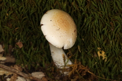 Cortinarius acystidiosus