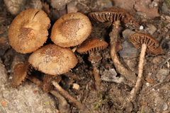 Inosperma mutatum