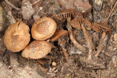 Inosperma mutatum