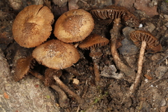 Inosperma mutatum
