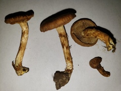 Pseudosperma curreyi