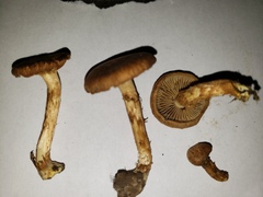 Pseudosperma curreyi