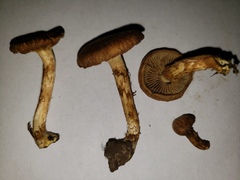 Pseudosperma curreyi