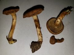 Pseudosperma curreyi