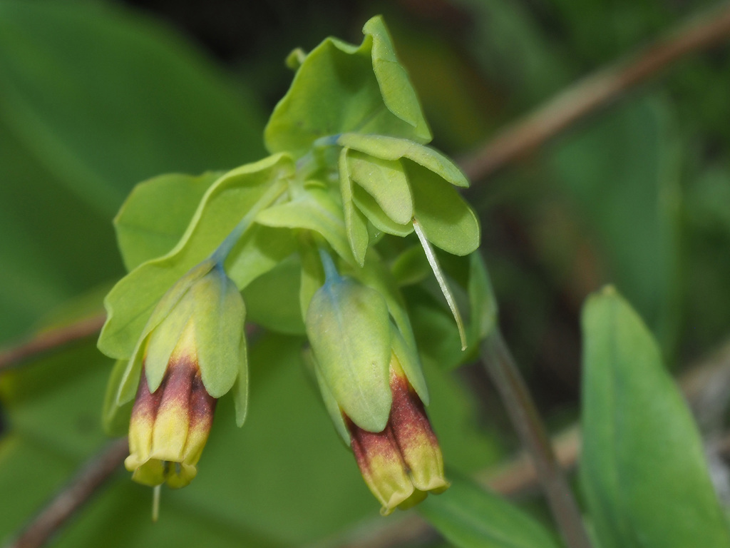 Smooth Honeywort