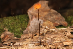 Marasmius fulvoferrugineus