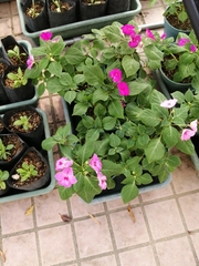 Impatiens walleriana
