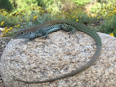 Aspidoscelis stictogrammus