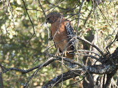 Buteo lineatus