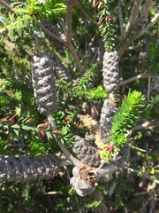 Melaleuca diosmifolia