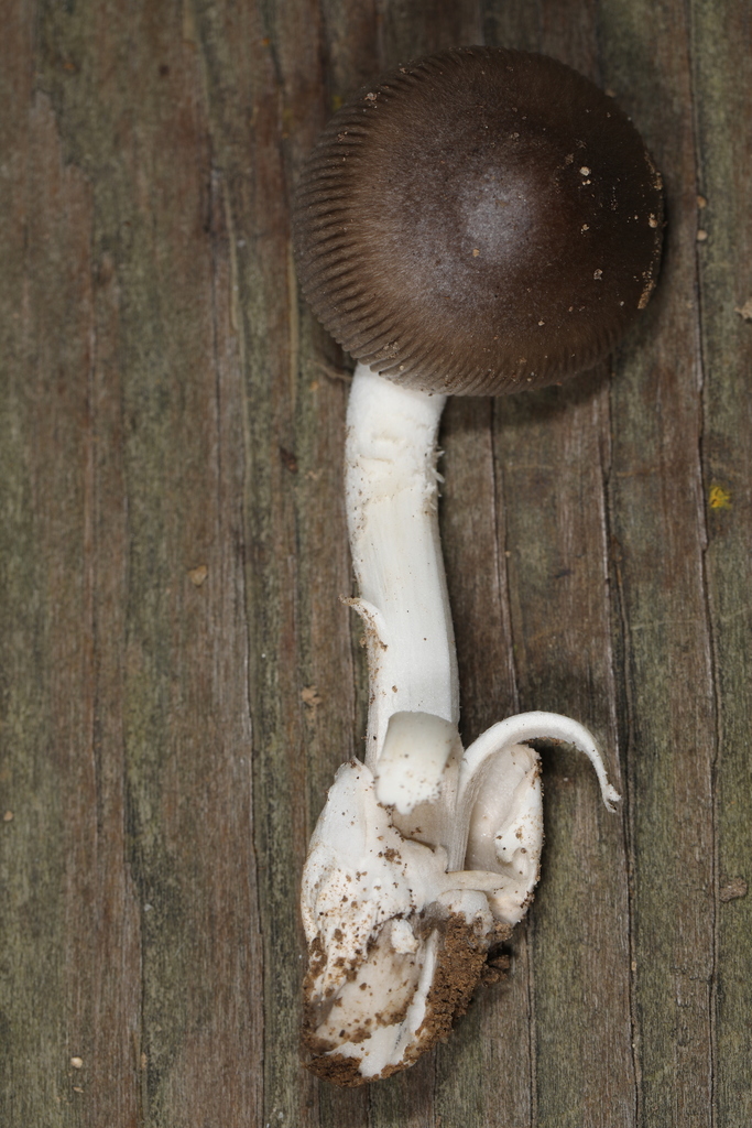 amanita mushrooms from Liberty Twp., Indiana, USA on August 15, 2020 by ...