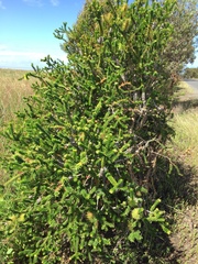 Melaleuca diosmifolia