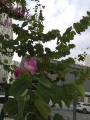 Bauhinia