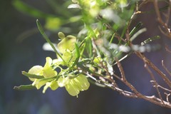 Dodonaea viscosa angustissima