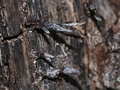 Xylaria longiana