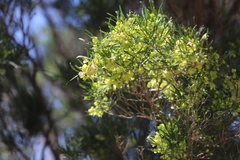 Dodonaea viscosa angustissima
