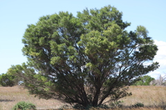 Dodonaea viscosa angustissima