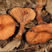 Lactarius subserifluus - Photo (c) John Plischke, some rights reserved (CC BY-NC), uploaded by John Plischke