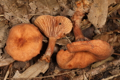 Lactarius subserifluus
