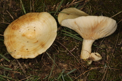 Lactarius yazooensis