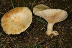 Lactarius yazooensis