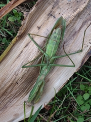 Tenodera angustipennis