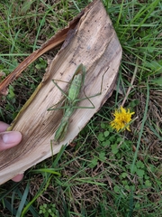 Tenodera angustipennis