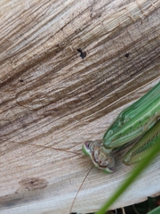 Tenodera angustipennis