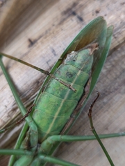 Tenodera angustipennis