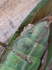 Tenodera angustipennis