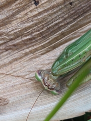 Tenodera angustipennis