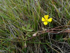 Potentilla anglica