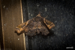 Esthlodora variabilis