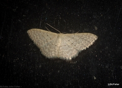 Idaea eretmopus