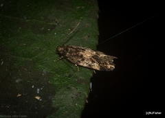 Oncomerista ochrophaea