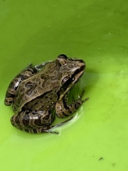 Leptodactylus albilabris