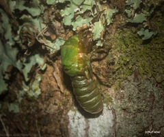 Chlorocysta vitripennis