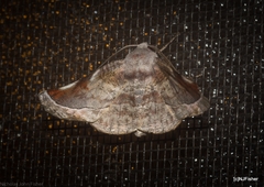Oenochroma turneri