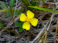 Potentilla anglica