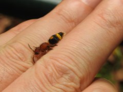 Odontomutilla uranioides