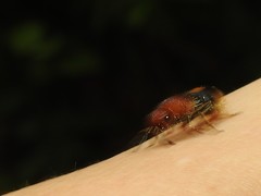 Odontomutilla uranioides