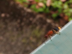 Odontomutilla uranioides