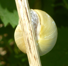 Cepaea hortensis