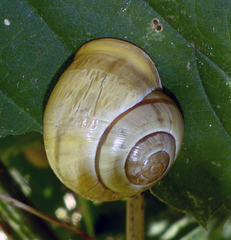 Cepaea hortensis