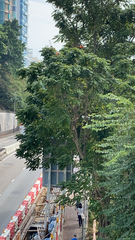 Spathodea campanulata