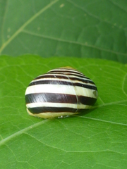 Cepaea hortensis