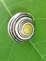 Cepaea hortensis