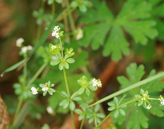 Asperula euryphylla