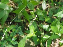 Persicaria jucunda