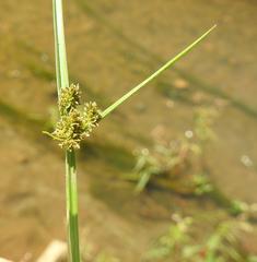 Cyperus difformis image